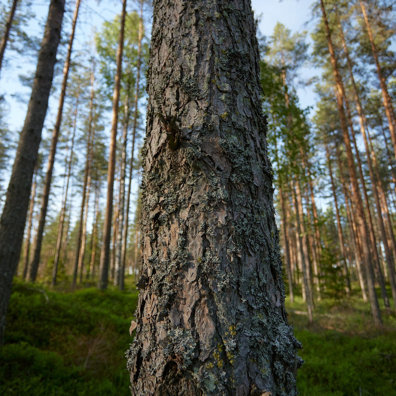 Puiden järeys ja muut laatutekijät