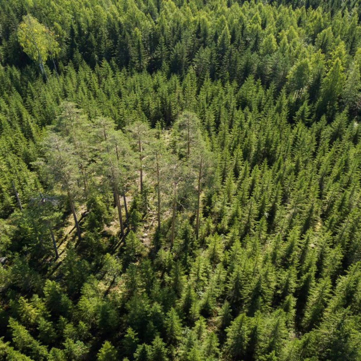 Grupper av naturvårdsträd