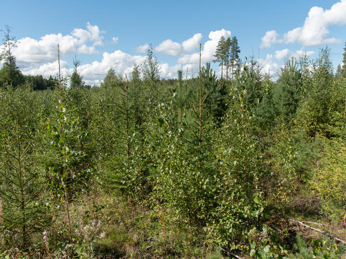 A young stand where grows spruce, pine and birch.