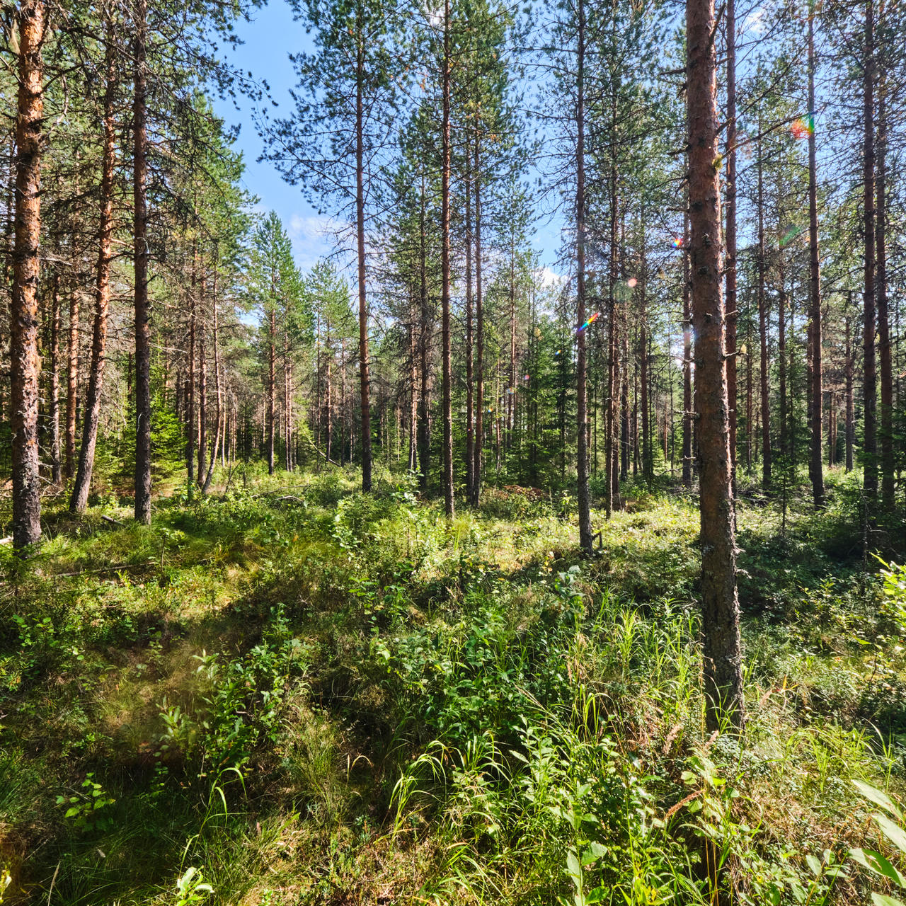 Gödslad skog växer och avdunstar vatten
