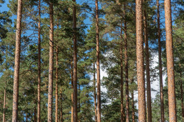 Vid höggallring avlägsnar man de största, härskande träden från en beståndsfigur.