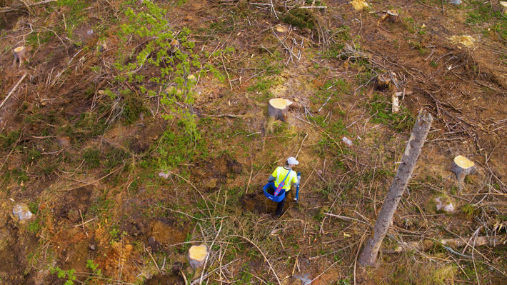 Flygfoto på skogsförnyelseobjekt, där en person planterar trädplantor med planteringsrör.
