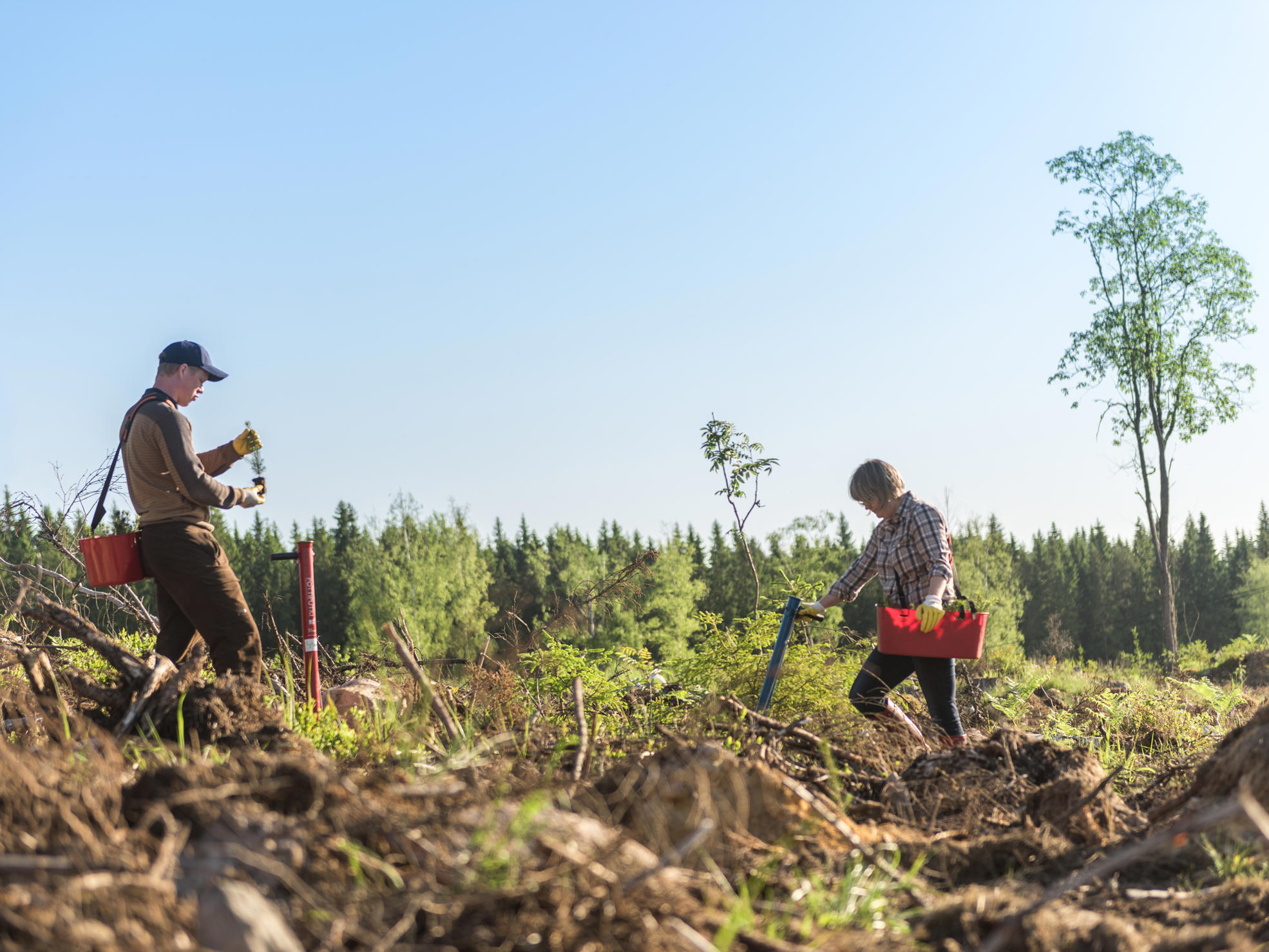A man and woman using planting pipes to plant a new forest.