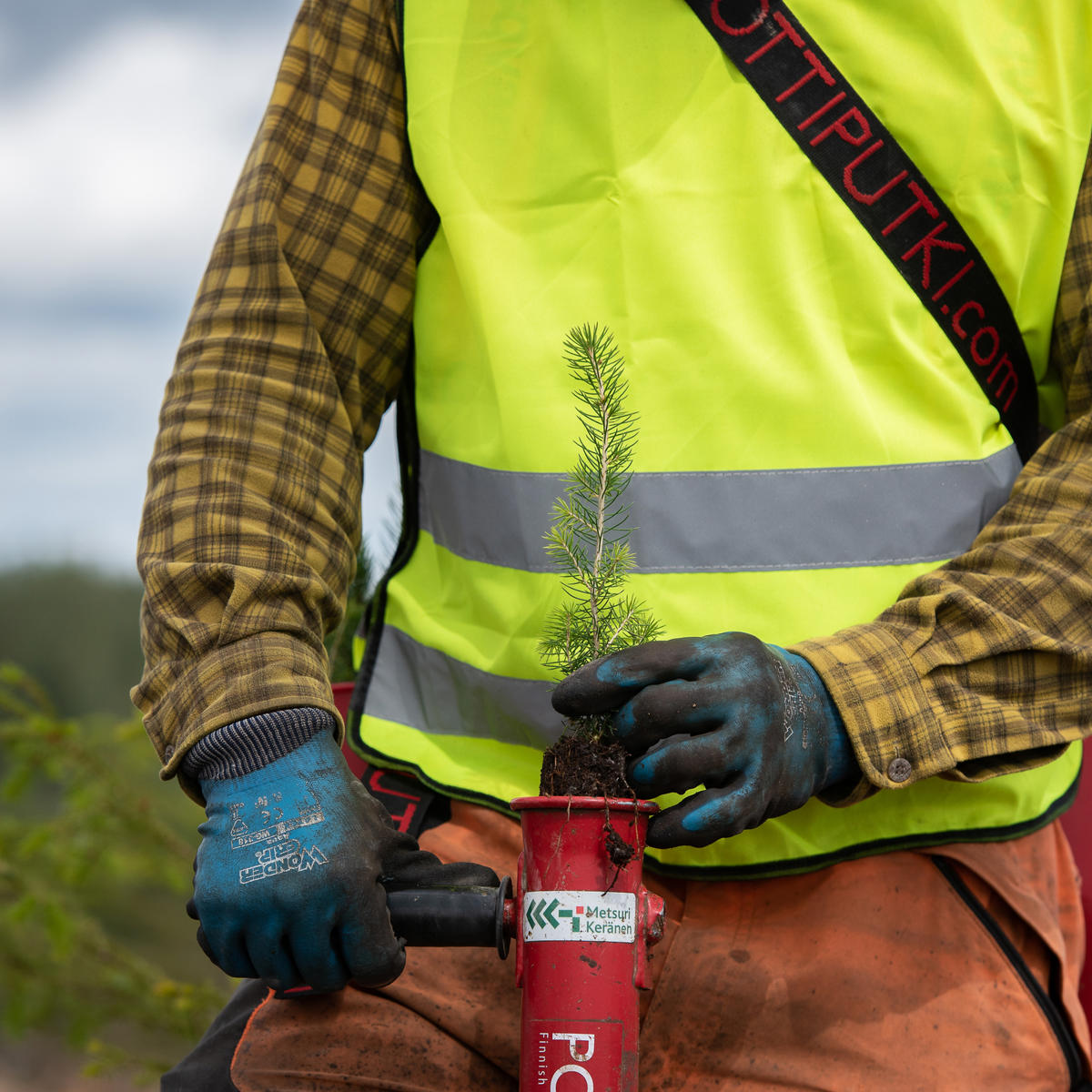 Use domestic tree species in regeneration