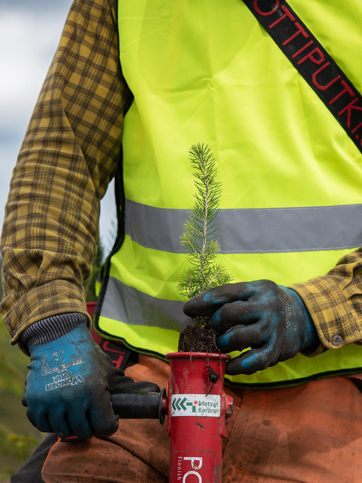 Kuusen-istutus1	Planting spruce with a pipe.