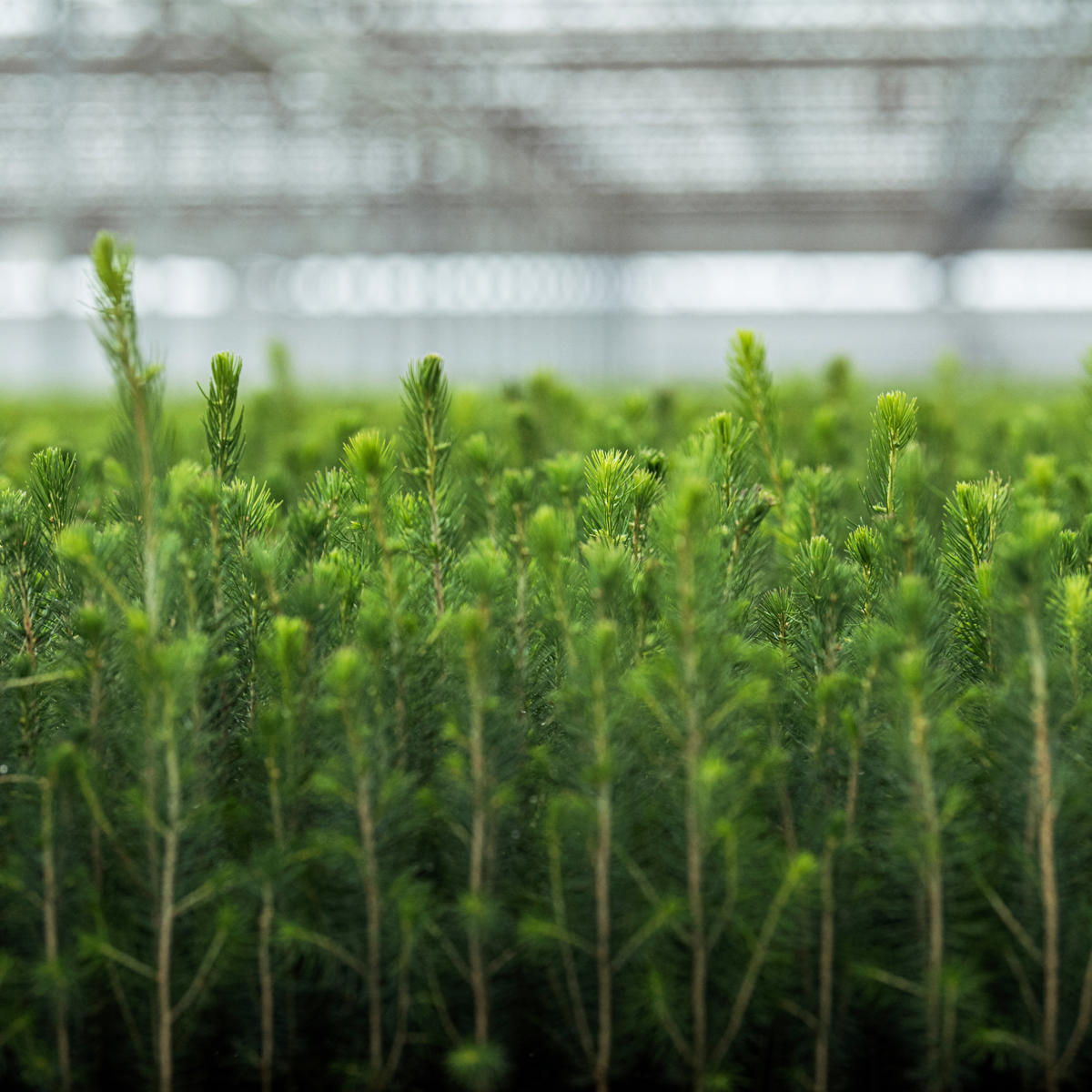Använd förädlade plantor och frön