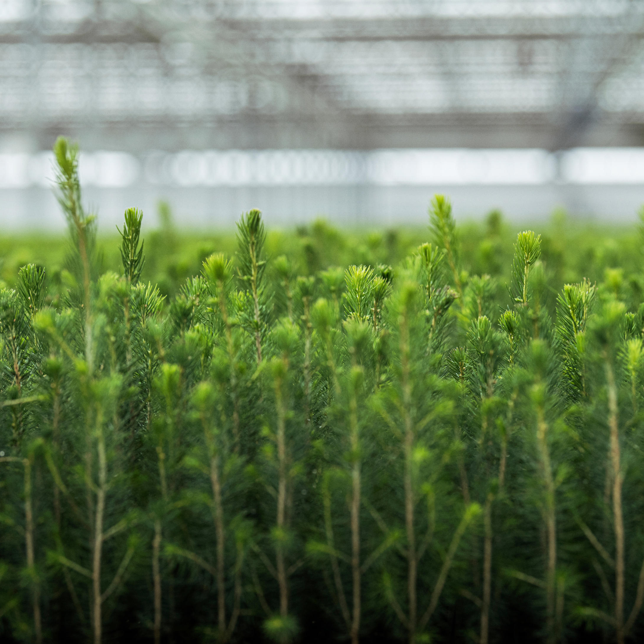 Use improved seeds and seedlings
