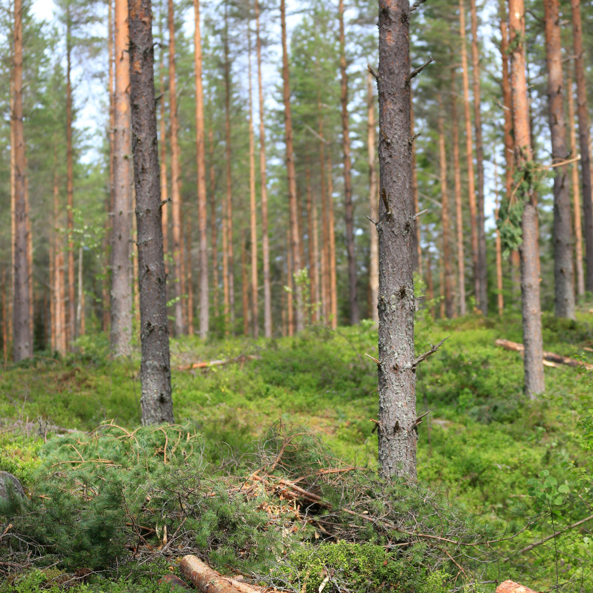 Ensure that young stand management and thinning is carried out on time