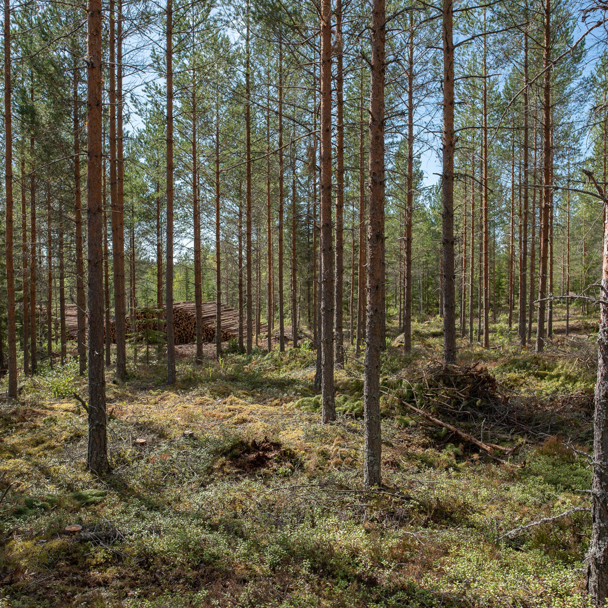 Ensiharvennuksella parannetaan puuston laatua