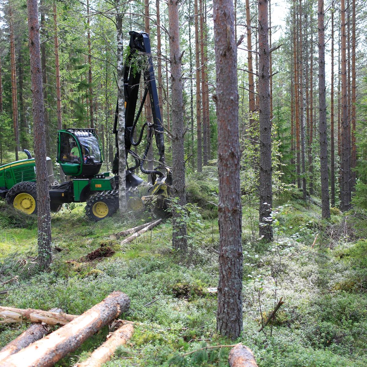Harvennus saa jäävät puut järeytymään