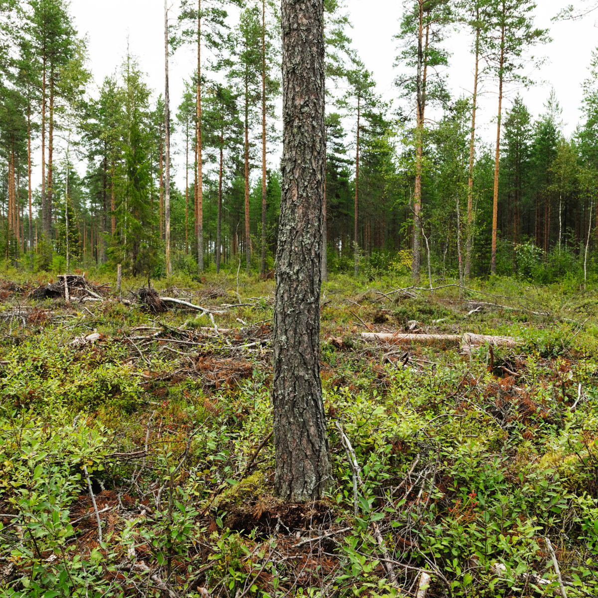 Jatkuvapeitteinen metsänkasvatus