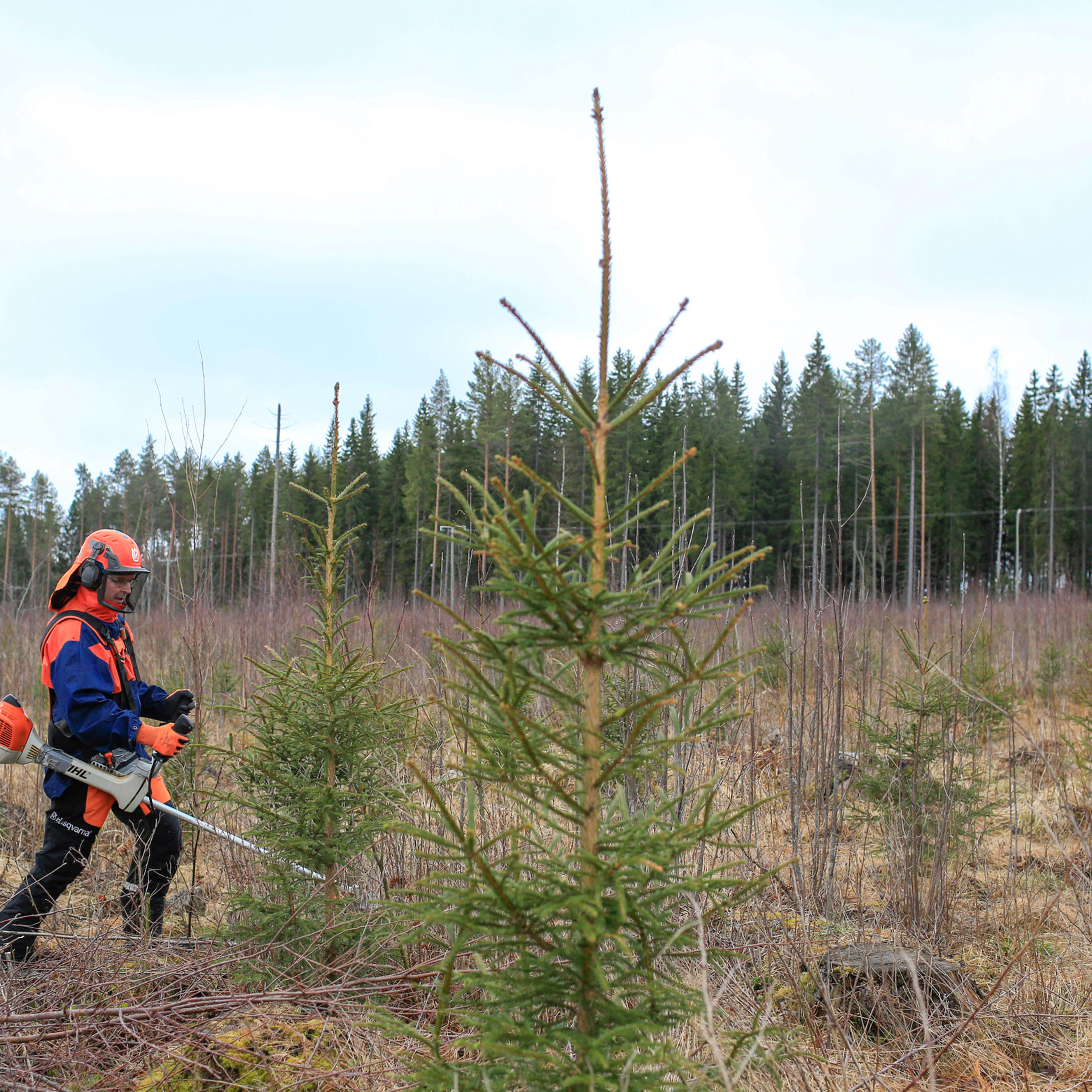 Metsätalouden tuet kannustavat taimikonhoitoon