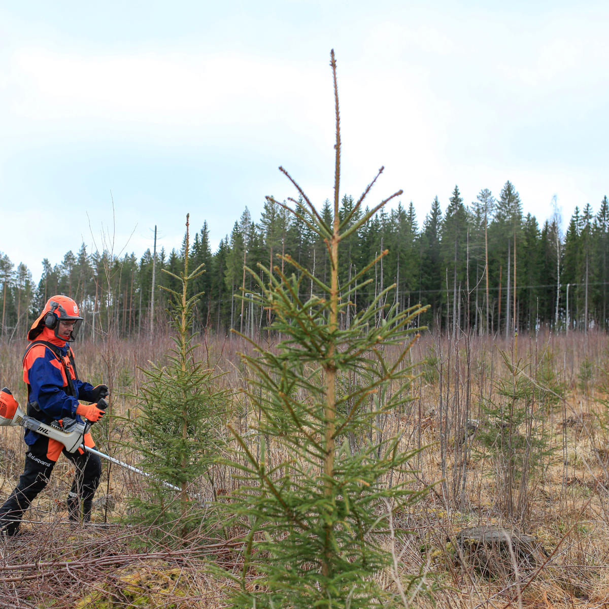 Skogsbrukets stöd sporrar till plantskogsvård