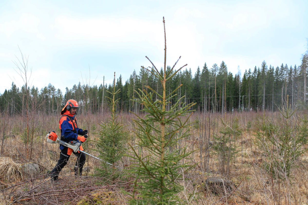 Forestry subsidies promotes young stand management
