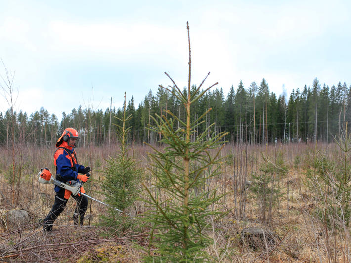A forest worker using a clearing saw among spruce seedlings.