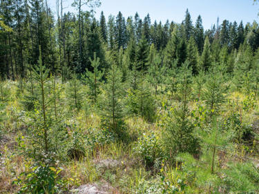 Bred spruce and pine grow at the same rate.