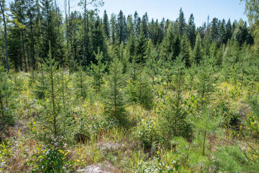 Bred spruce and pine grow at the same rate.