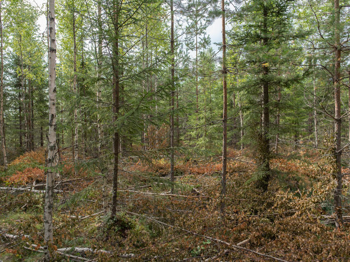 Sekametsää, jossa on tehty nuoren metsän hoito.
