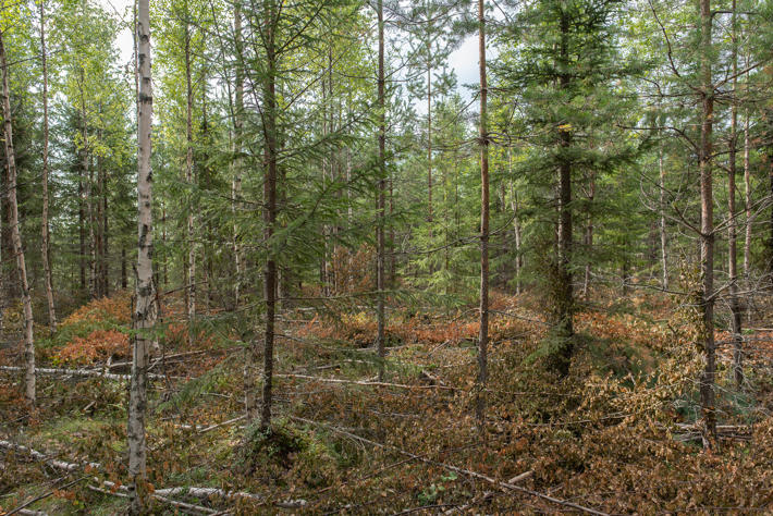 Blandskog, där man har utfört vård av ungskog.