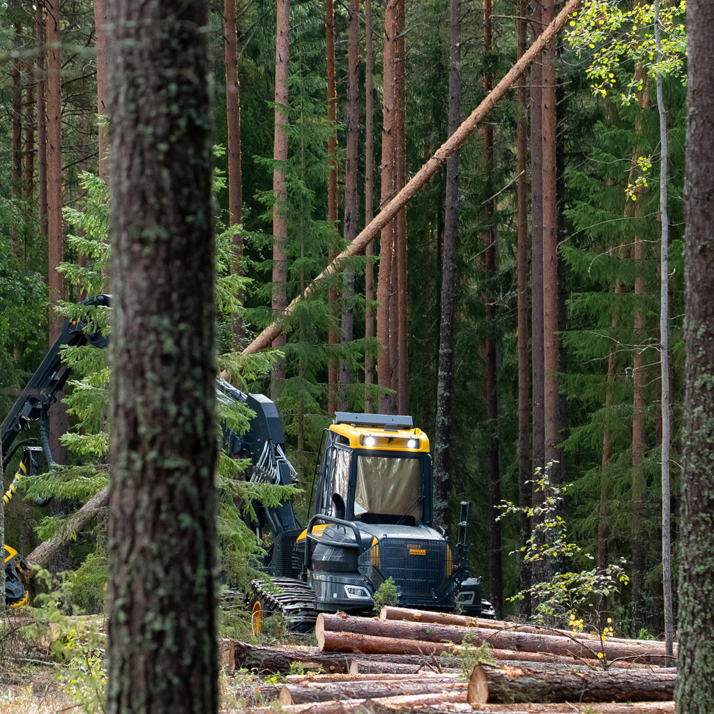 Forest harvesting is guided by legislation, official guidelines and forest certification
