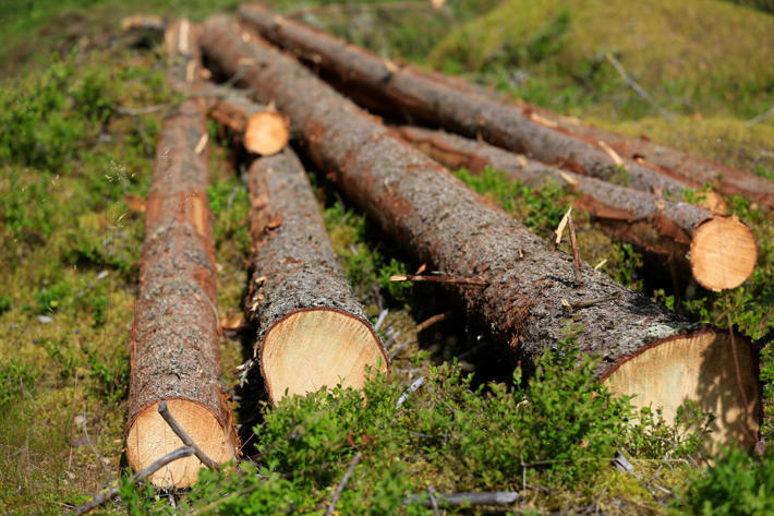 Hankintakaupassa metsänomistaja kaataa puut ja kuljettaa tienvarteen pinoon odottamaan kuljetusta tehtaalle.