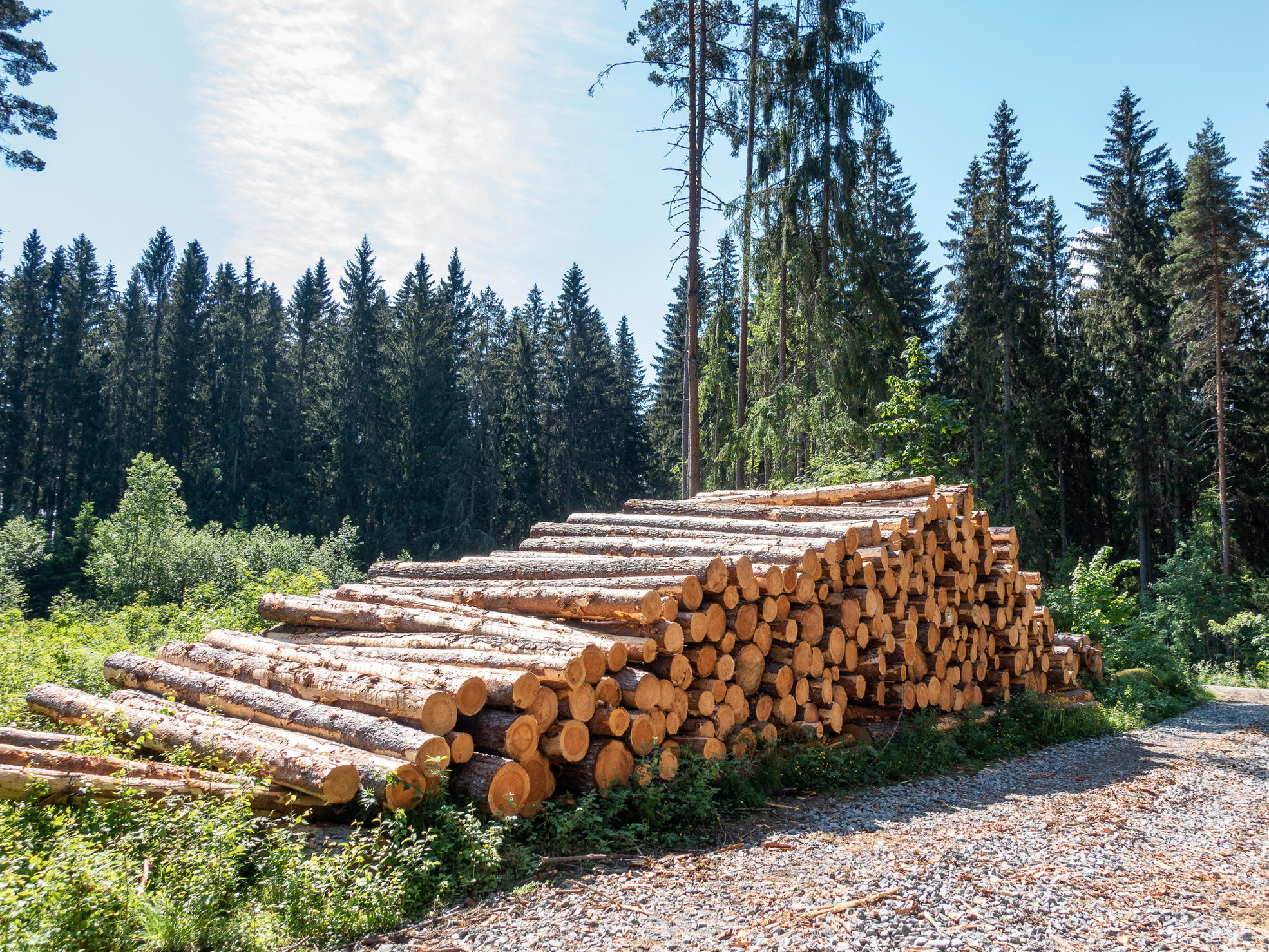 Metsä Groupin sähköisiin puukauppoihin saa jopa 80 prosentin ennakkorahoituksen.