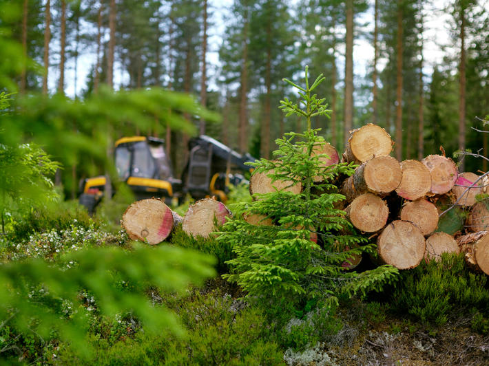 I merparten av virkesaffärer sköter köparen om trädfällningen.