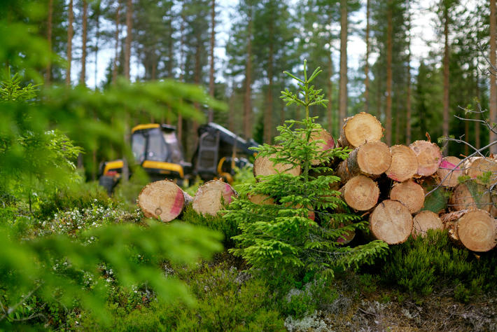 A wood pile, with a forestry machine in the background.