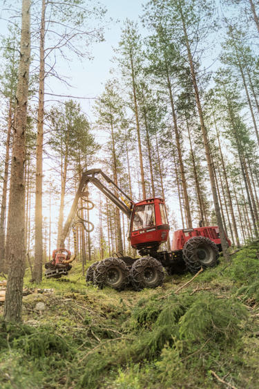 Trees are felled with a harvester.