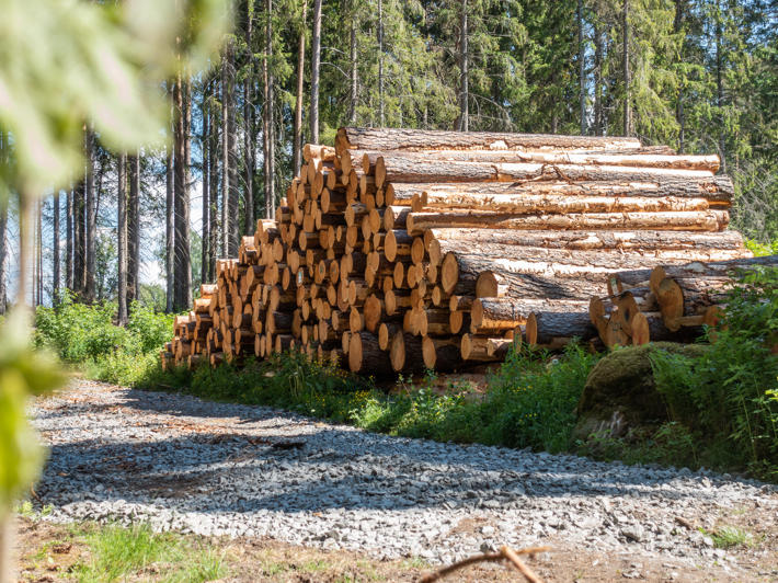 Pine logs on the side of the road.