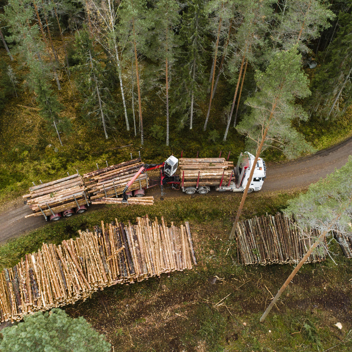 A timber lorry loading logs on a forest road.