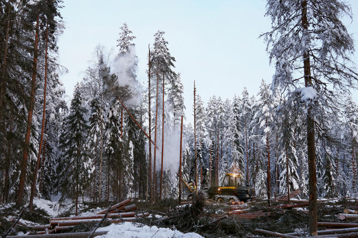 A logging machine felling a tree.