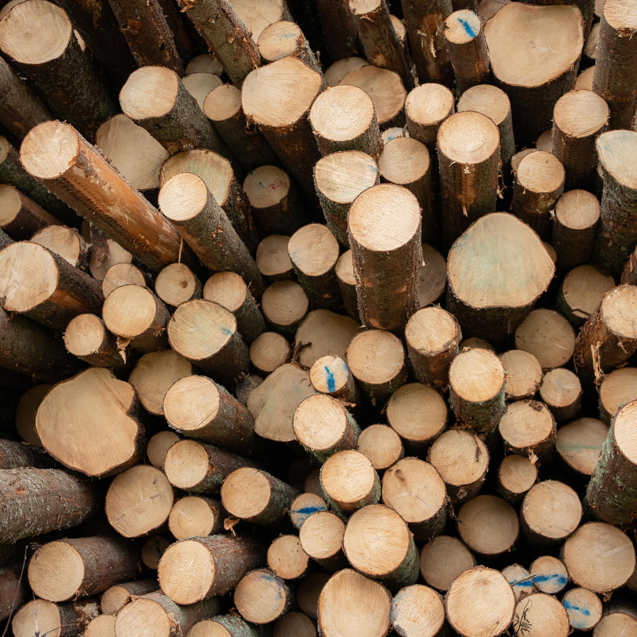 Korjattava puumäärä