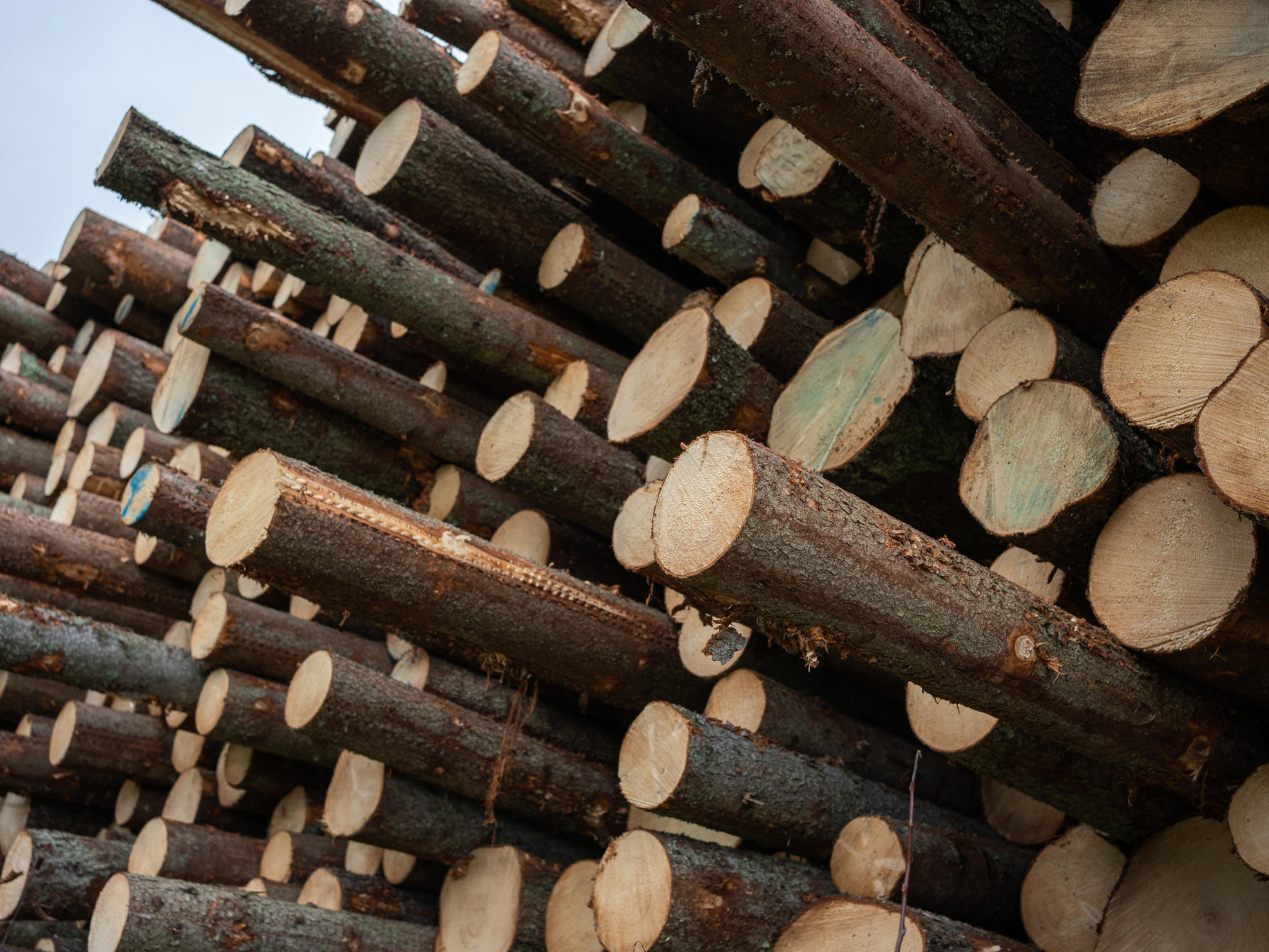 Metsäasiantuntija ja metsänomistaja metsässä.