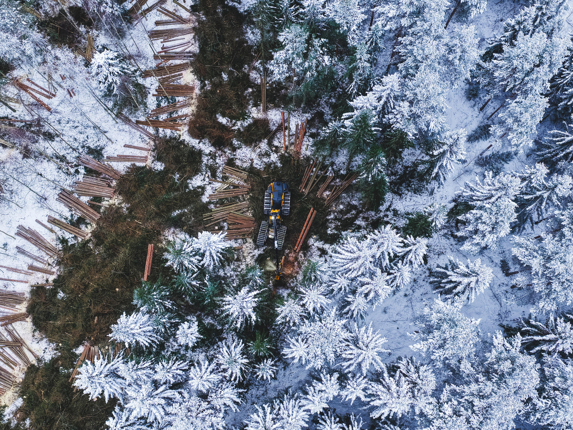 A harvester cutting a tree in the forest.