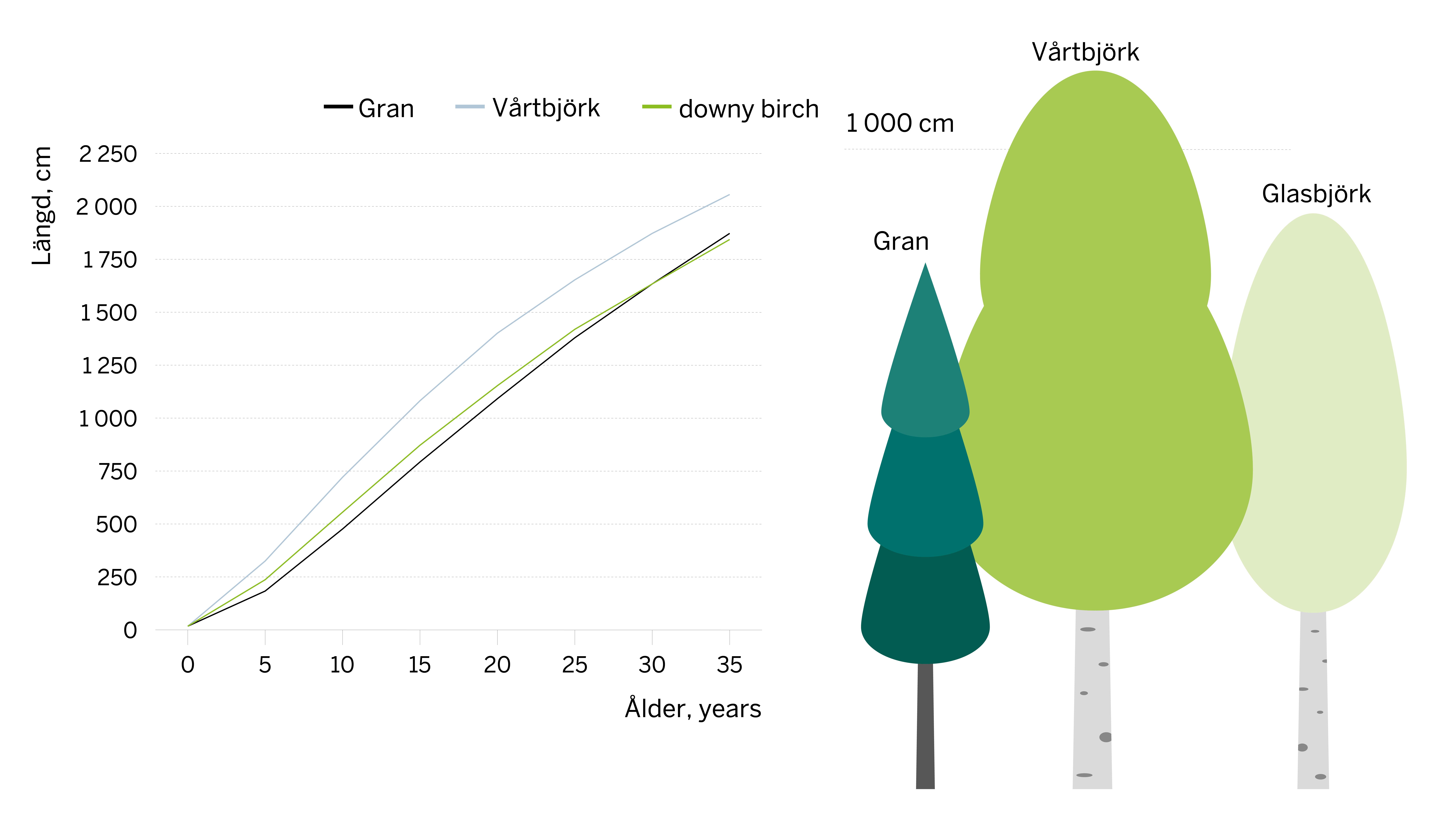 Diagram som visar tillväxten av gran, vårtbjörk och glasbjörk.