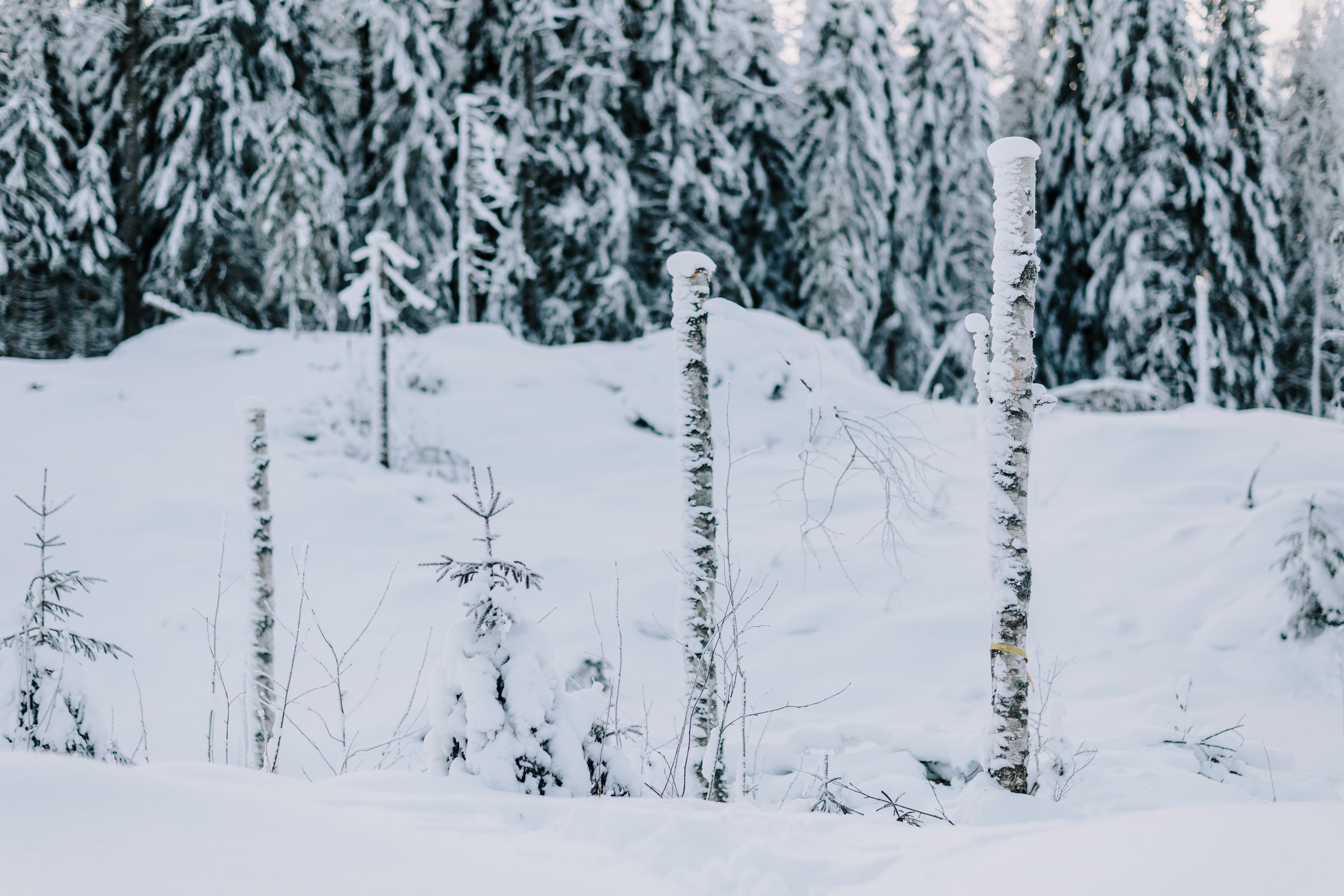 Tekopökkelöitä talvisella hakkuuaukiolla.