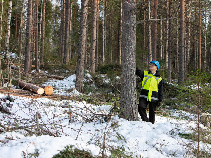 Metsänomistaja Eino Leinonen katsomassa harvennushakkuukohdetta.