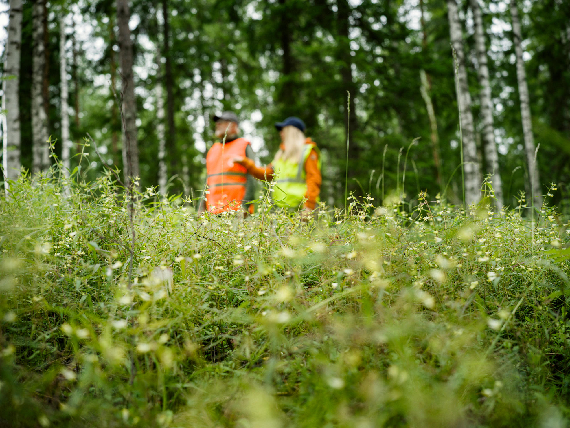 Young pine forest