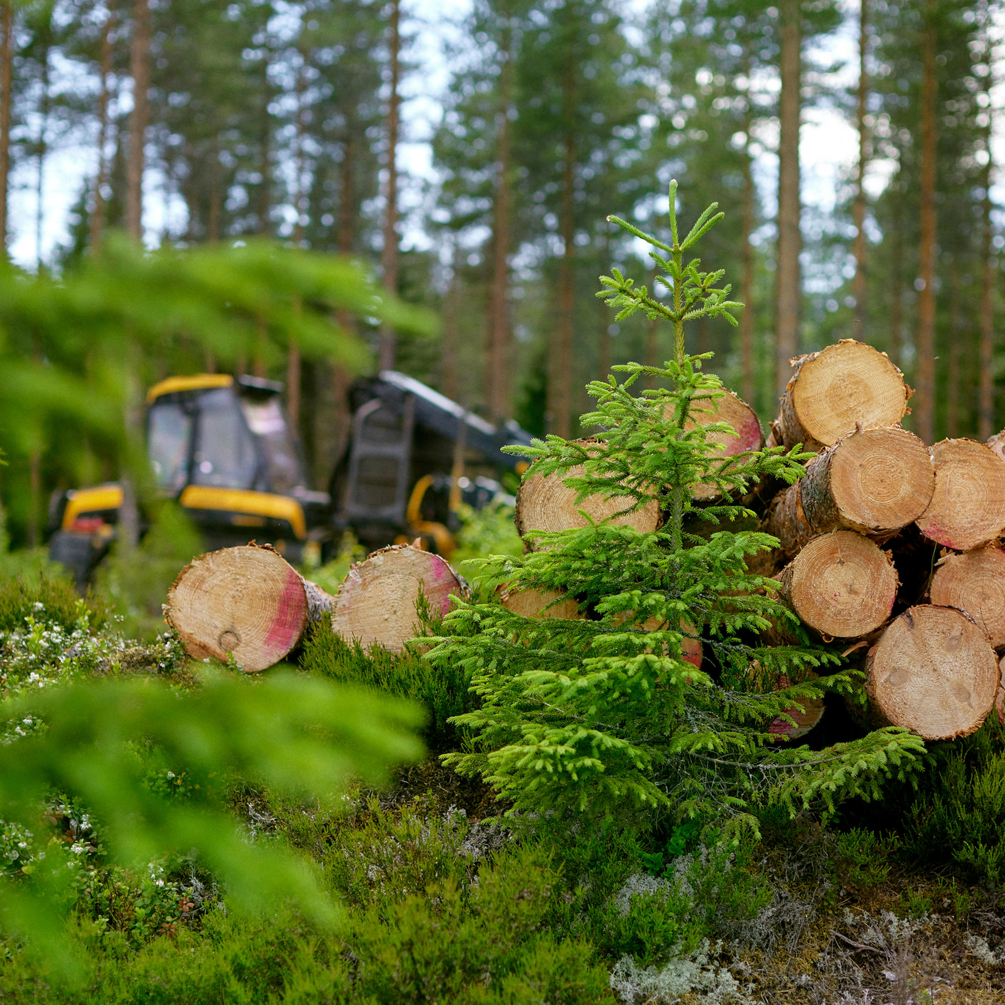 En liten virkestrave med en skogsmaskin bakom