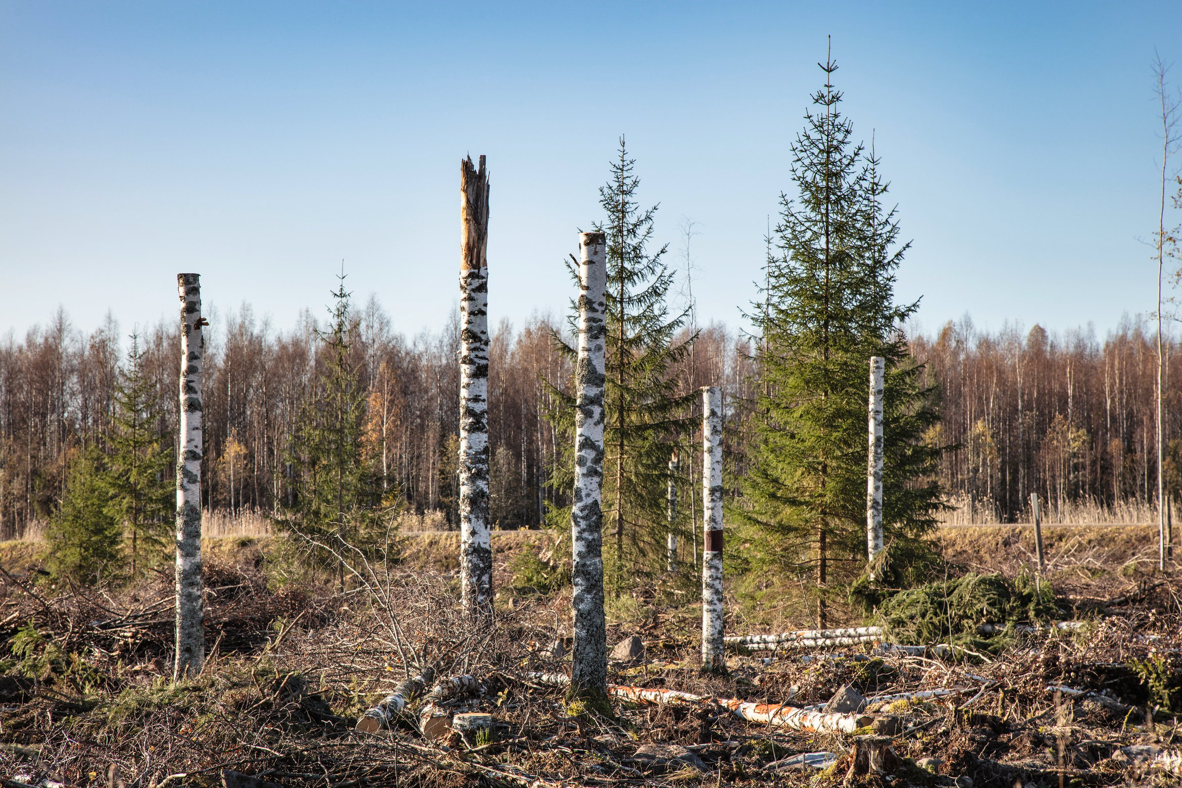 Tekopökkelöitä leimikolla.