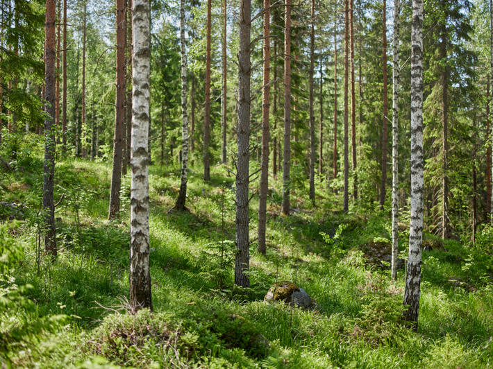 Mixed forest with birch, spruce and pine trees.