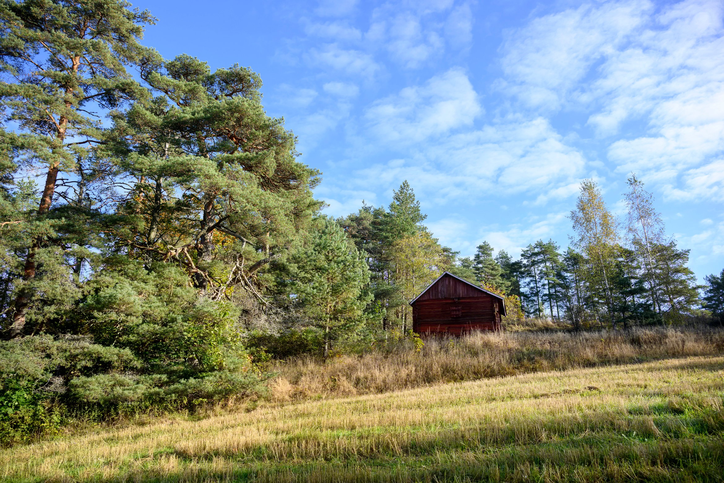 Den gamla tallsluttningen