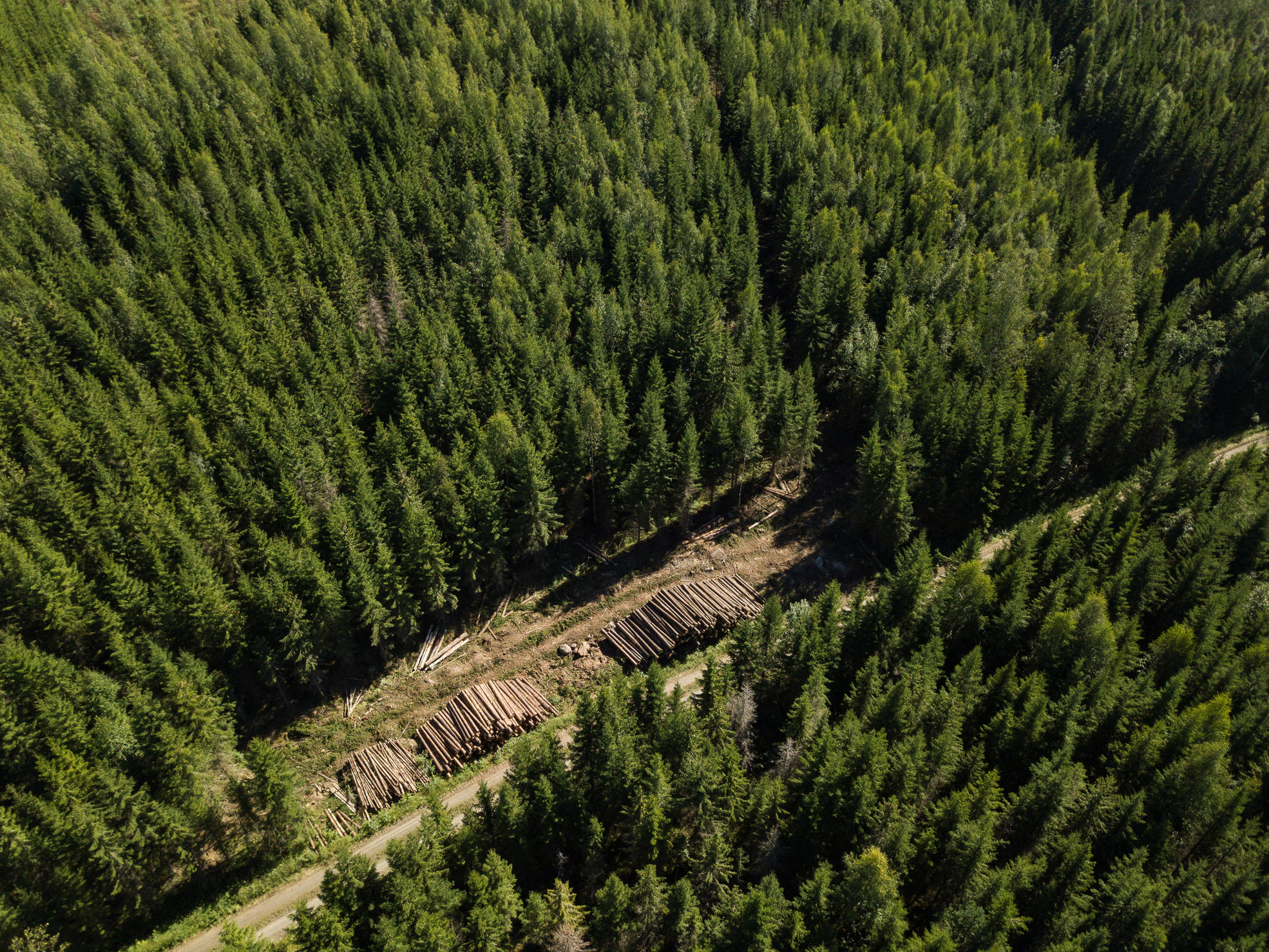 Puupino metsätien varrella.