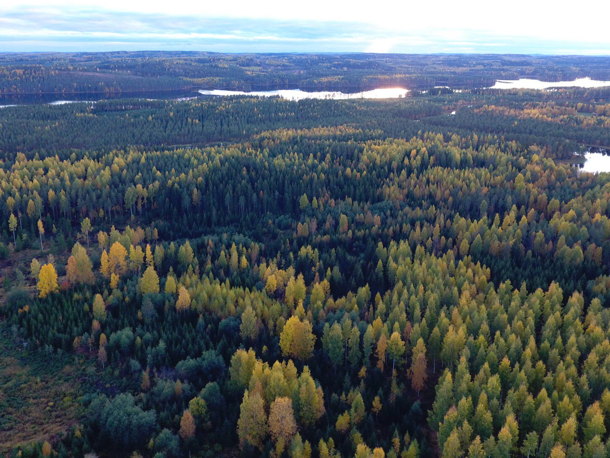 Syksyinen metsämaisema.