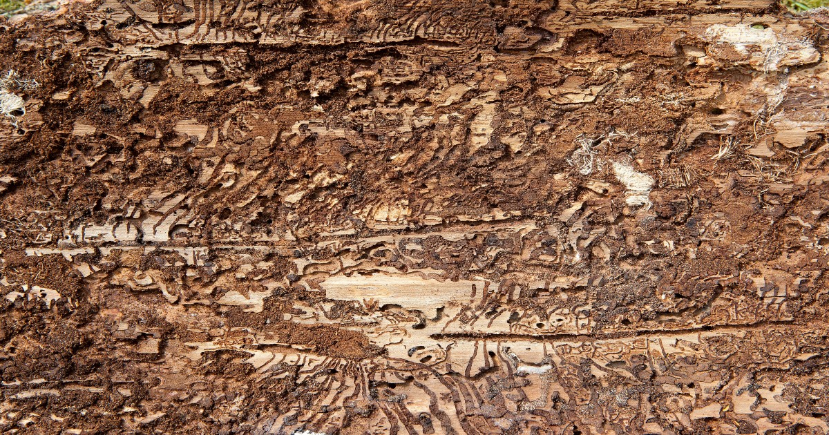 Climate change increases the risk of spruce bark beetle damage
