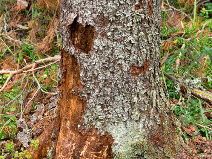 Base of a spruce tree, with traces of the spruce bark beetle.