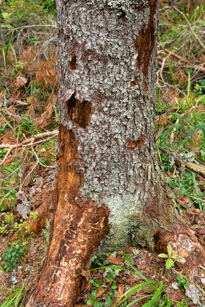 Base of a spruce tree, with traces of the spruce bark beetle.