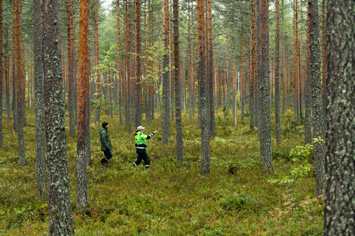 Metsäasiantuntija ja metsänomistaja kävelevät syksyisessä mäntymetsässä