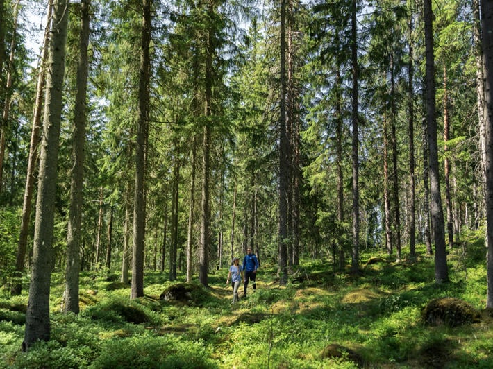 Woman and man walking in a robust forest